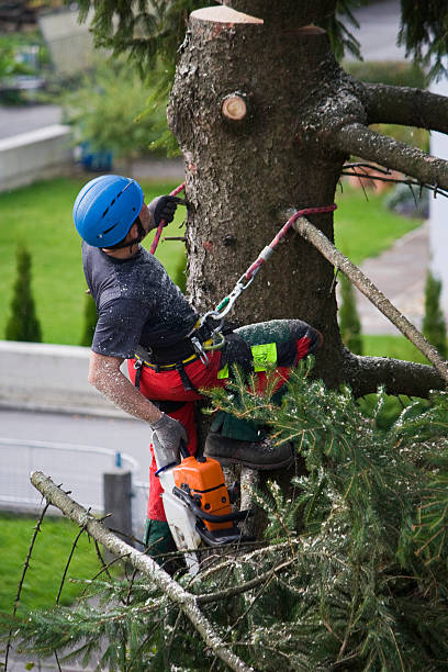 Best Commercial Tree Services  in Bainbridge, GA