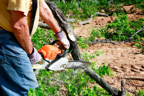 Reliable Bainbridge, GA Tree Removal Solutions